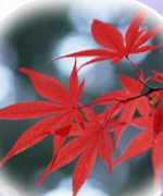 当たることで有名なアヤノのプロフィールと口コミが掲載されています。