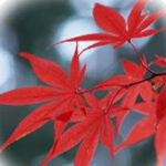 当たることで有名なアヤノのプロフィールと口コミが掲載されています。